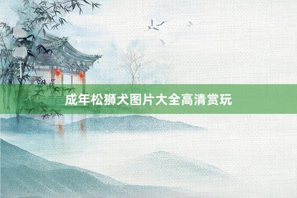 成年松狮犬图片大全高清赏玩